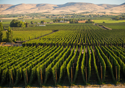 Winery Fields in Yakima County Washington State